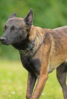 Joe – Malinois-Mischling, Männchen, 11 Monate, 90537 Feucht – Foto 5