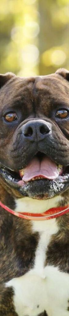 Radjah – Bullmastiff-Mix, Männchen, 4 Jahre 8 Monate, 13057 Berlin – Foto 1
