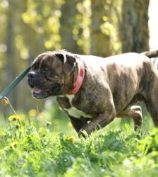 Radjah – Bullmastiff-Mix, Männchen, 4 Jahre 8 Monate, 13057 Berlin – Foto 2