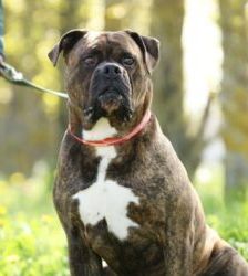 Radjah – Bullmastiff-Mix, Männchen, 4 Jahre 8 Monate, 13057 Berlin – Foto 3