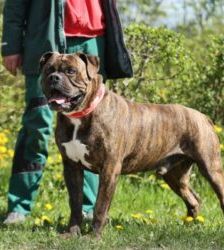 Radjah – Bullmastiff-Mix, Männchen, 4 Jahre 8 Monate, 13057 Berlin – Foto 4
