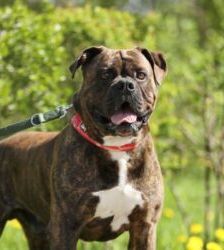 Radjah – Bullmastiff-Mix, Männchen, 4 Jahre 8 Monate, 13057 Berlin – Foto 5