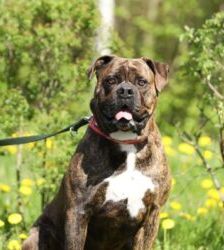 Radjah – Bullmastiff-Mix, Männchen, 4 Jahre 8 Monate, 13057 Berlin – Foto 6
