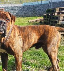 Radjah – Bullmastiff-Mix, Männchen, 4 Jahre 8 Monate, 13057 Berlin – Foto 7