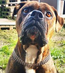 Radjah – Bullmastiff-Mix, Männchen, 4 Jahre 8 Monate, 13057 Berlin – Foto 8