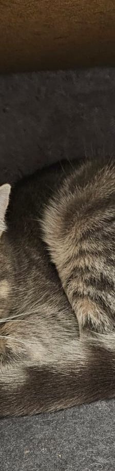 Fiona – EKH, Weibchen, 1 Monat, 97816 Lohr – Foto 1
