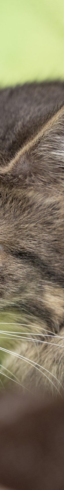 Fiona – EKH, Weibchen, 1 Monat, 97816 Lohr – Foto 4