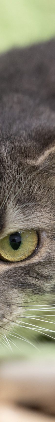 Fiona – EKH, Weibchen, 1 Monat, 97816 Lohr – Foto 5