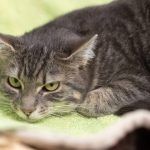 Fiona – EKH, Weibchen, 1 Monat, 97816 Lohr – Foto 6