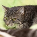 Fiona – EKH, Weibchen, 1 Monat, 97816 Lohr – Foto 7
