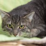 Fiona – EKH, Weibchen, 1 Monat, 97816 Lohr – Foto 8