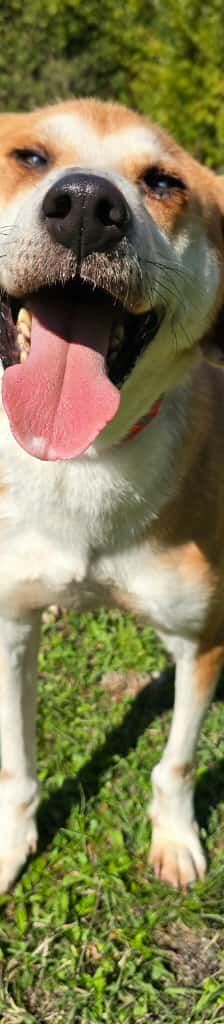 Zivko – Mischling, Männchen, 5 Jahre, Nordic Strays e.V. – Foto 1