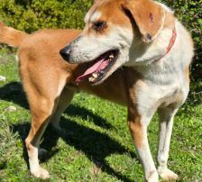 Zivko – Mischling, Männchen, 5 Jahre, Nordic Strays e.V. – Foto 5