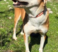Zivko – Mischling, Männchen, 5 Jahre, Nordic Strays e.V. – Foto 6