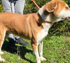 Zivko – Mischling, Männchen, 5 Jahre, Nordic Strays e.V. – Foto 7