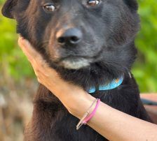 Hugo – Akita-Labrador-Mischling, Männchen, 1 Jahr 8 Monate, Nordic Strays e.V. – Foto 11