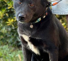 Hugo – Akita-Labrador-Mischling, Männchen, 1 Jahr 8 Monate, Nordic Strays e.V. – Foto 12