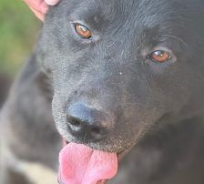 Hugo – Akita-Labrador-Mischling, Männchen, 1 Jahr 8 Monate, Nordic Strays e.V. – Foto 6