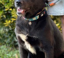 Hugo – Akita-Labrador-Mischling, Männchen, 1 Jahr 8 Monate, Nordic Strays e.V. – Foto 7