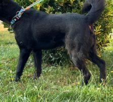 Hugo – Akita-Labrador-Mischling, Männchen, 1 Jahr 8 Monate, Nordic Strays e.V. – Foto 8