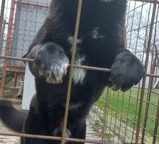Hugo – Akita-Labrador-Mischling, Männchen, 1 Jahr 8 Monate, Nordic Strays e.V. – Foto 9