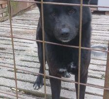 Hugo – Akita-Labrador-Mischling, Männchen, 1 Jahr 8 Monate, Nordic Strays e.V. – Foto 10
