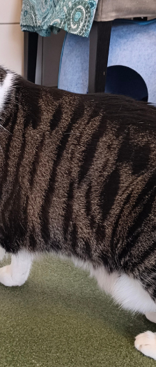 Bubba – Hauskatze, Männchen, 3 Jahre, 28357 Bremen – Foto 2