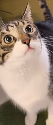 Bubba – Hauskatze, Männchen, 3 Jahre, 28357 Bremen – Foto 4