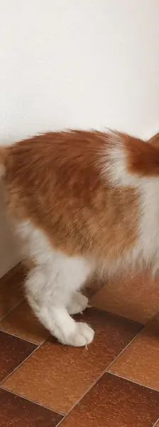 ARIS – EHK, Männchen, 9 Monate, Cats at Andros e.V. – Foto 2
