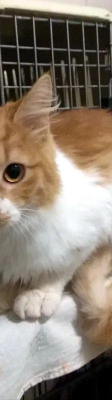 ARIS – EHK, Männchen, 9 Monate, Cats at Andros e.V. – Foto 3
