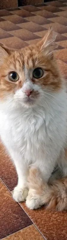 ARIS – EHK, Männchen, 9 Monate, Cats at Andros e.V. – Foto 4
