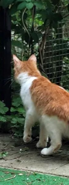 ARIS – EHK, Männchen, 9 Monate, Cats at Andros e.V. – Foto 5