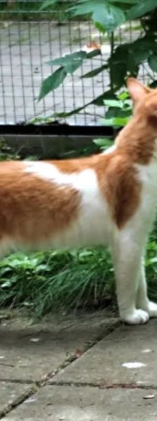 ARIS – EHK, Männchen, 9 Monate, Cats at Andros e.V. – Foto 7