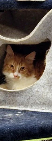 ARIS – EHK, Männchen, 9 Monate, Cats at Andros e.V. – Foto 8