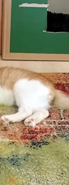 ARIS – EHK, Männchen, 9 Monate, Cats at Andros e.V. – Foto 10