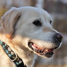 Irma – Golden Retriever, Weibchen, 5 Jahre, 90537 Feucht – Foto 1