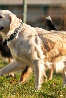 Irma – Golden Retriever, Weibchen, 5 Jahre, 90537 Feucht – Foto 2