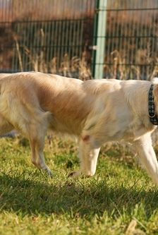 Irma – Golden Retriever, Weibchen, 5 Jahre, 90537 Feucht – Foto 3