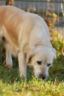 Irma – Golden Retriever, Weibchen, 5 Jahre, 90537 Feucht – Foto 4