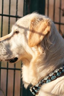 Irma – Golden Retriever, Weibchen, 5 Jahre, 90537 Feucht – Foto 5