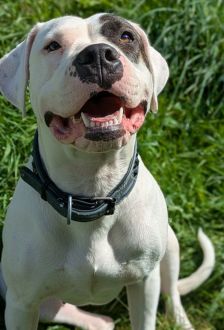 Mia – Dogo Argentino / American Bulldog Mix, Weibchen, 1 Jahr 6 Monate, 97074 Würzburg – Foto 2