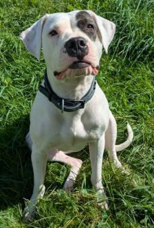 Mia – Dogo Argentino / American Bulldog Mix, Weibchen, 1 Jahr 6 Monate, 97074 Würzburg – Foto 3