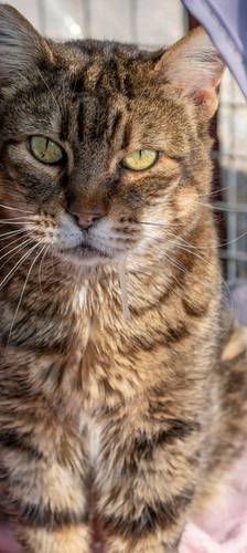 Valkiria – Europäisch Kurzhaar, Weibchen, 9 Jahre, 65520 Bad Camberg – Foto 1