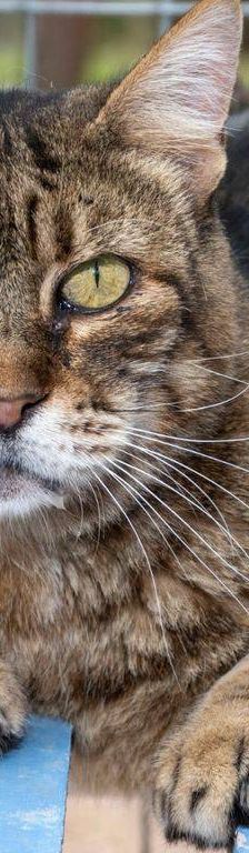 Valkiria – Europäisch Kurzhaar, Weibchen, 9 Jahre, 65520 Bad Camberg – Foto 11