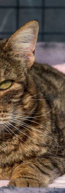 Valkiria – Europäisch Kurzhaar, Weibchen, 9 Jahre, 65520 Bad Camberg – Foto 16