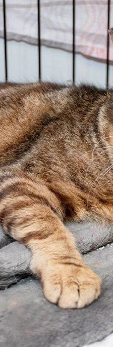 Valkiria – Europäisch Kurzhaar, Weibchen, 9 Jahre, 65520 Bad Camberg – Foto 3