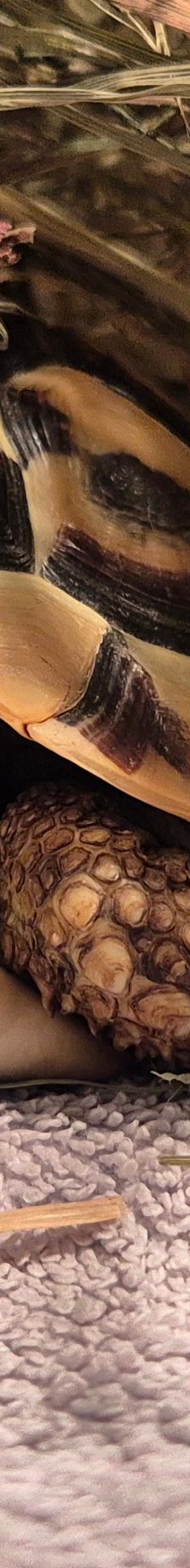 Ying// *Reserviert* – Vierzehen- Landschildkröte, Unbekannt, Alter unbekannt, 50969 Köln-Zollstock – Foto 1