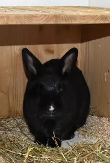 Stups – Zwergkaninchen, Männchen, 1 Jahr, 90537 Feucht – Foto 2