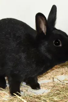 Stups – Zwergkaninchen, Männchen, 1 Jahr, 90537 Feucht – Foto 3