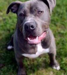 Marty – Staffordshire-Mix, Männchen, 4 Jahre, 13057 Berlin – Foto 2